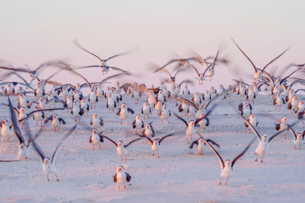 Pastel Coastal Flock by Wei Tang — canvas wall art