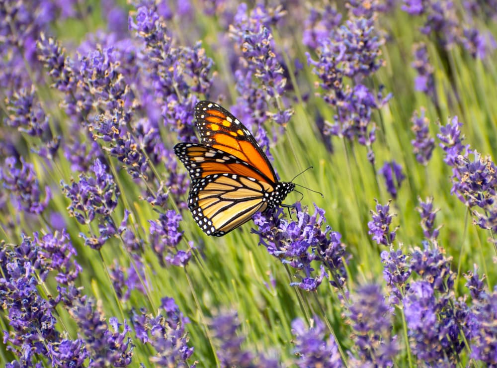 Monarch Butterfly on Lavender by Marek Lapa — canvas wall art