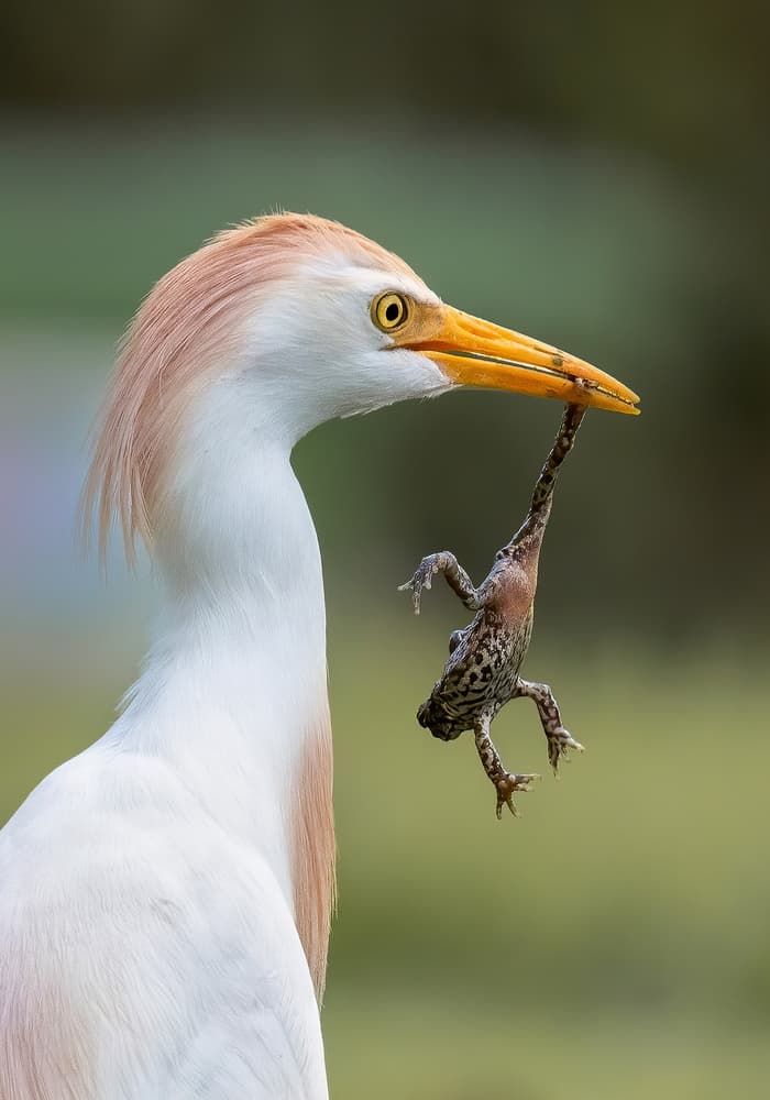 Cattle Egret's Catch by Jennifer Lu — canvas wall art