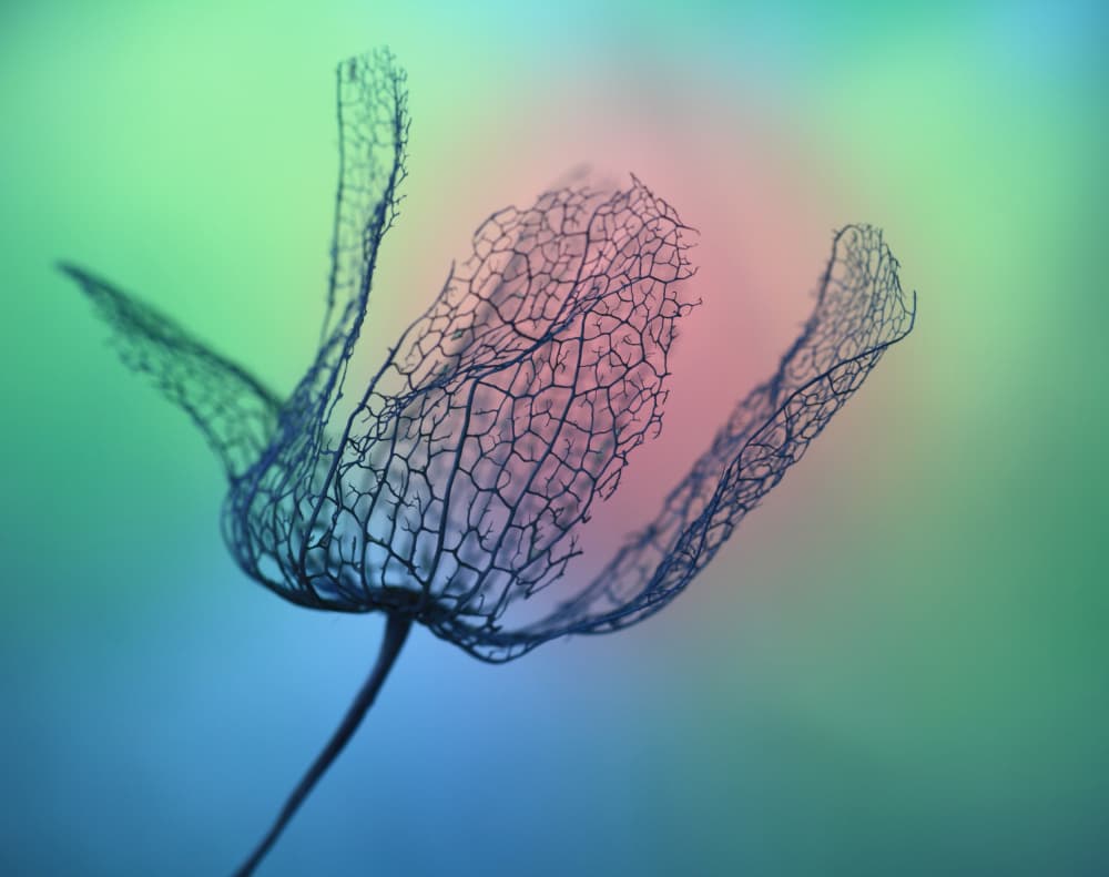 Vibrant Ghost Blossom by Shihya Kowatari — canvas wall art