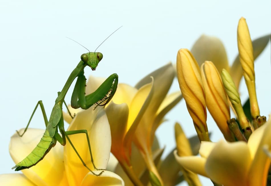 Green Mantis on Plumeria by Jimmy Hoffman — canvas wall art