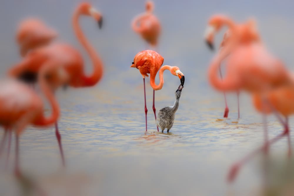 Nurturing Flamingo Chick by Jun Zuo — canvas wall art
