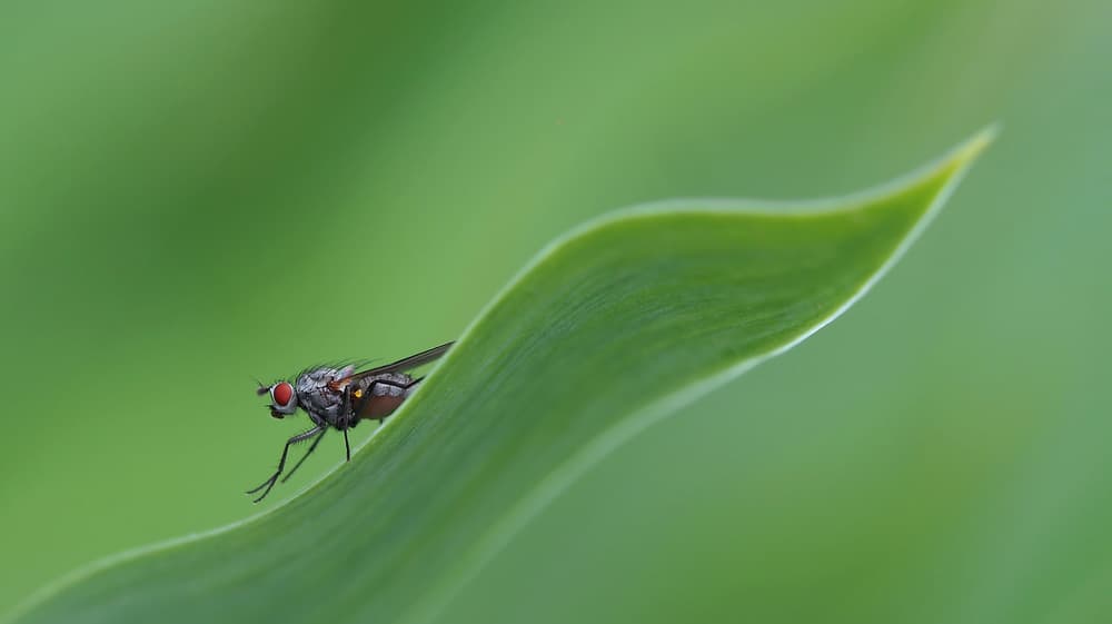 Fly on Green Leaf by Thierry Dufour — canvas wall art