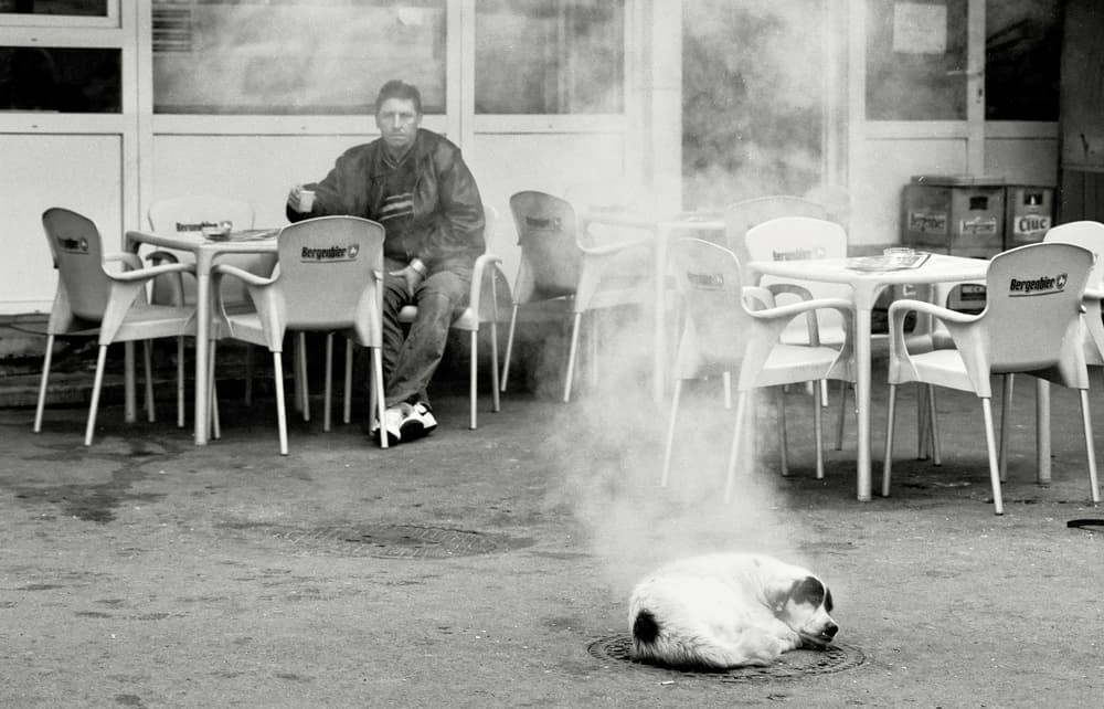 Steaming Street Dog by Vlad Eftenie — canvas wall art