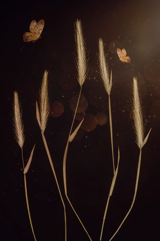 Ethereal Golden Grass Butterflies by Cicek Kiral — canvas wall art