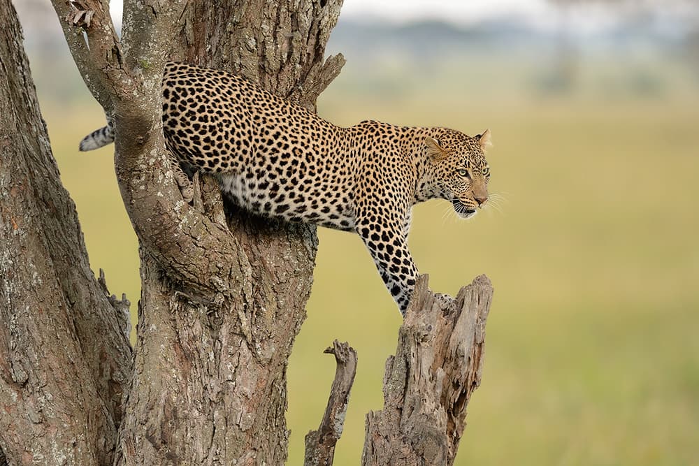 Leopard Descends Tree by Marco Pozzi — canvas wall art