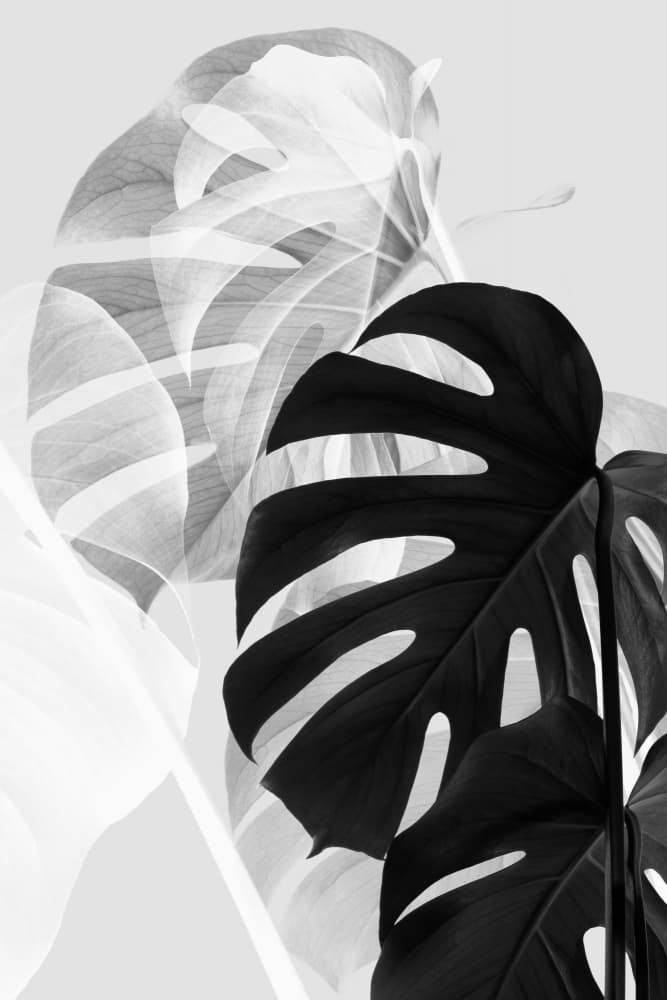 Elegant Monstera Leaves by Pictufy Studio III — canvas wall art