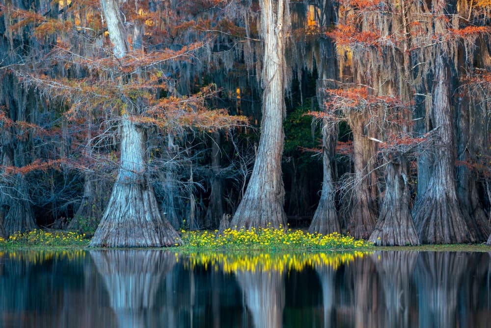 Autumn Cypress Reflection by Jie Jin — canvas wall art