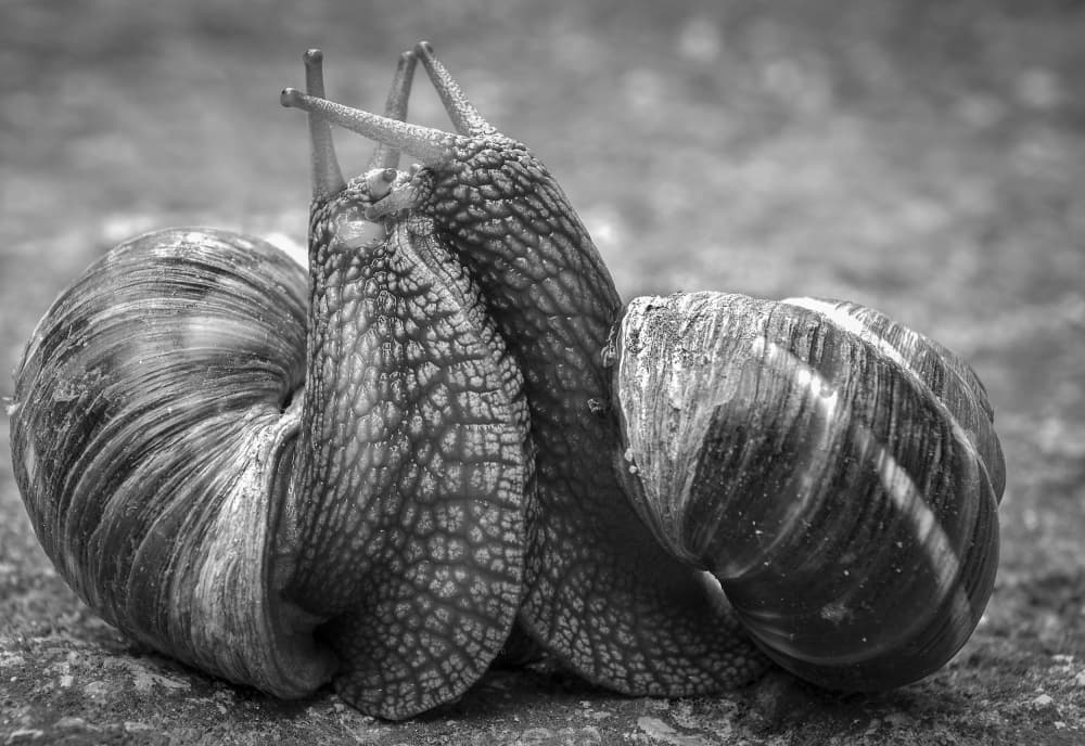 Snails In Embrace by Petar Boskovski — canvas wall art