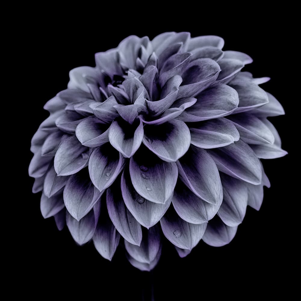 Elegant Purple Dahlia by Frank Ulrich Gandenberger — canvas wall art