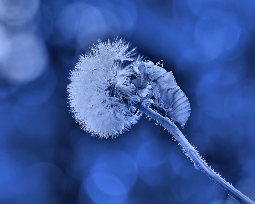 Blue Dandelion Cicada by Thierry Dufour — canvas wall art