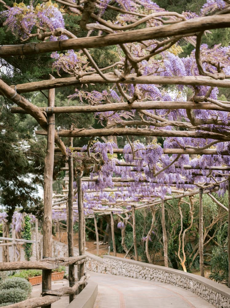 The Lavender Walkway by Raisa Zwart — canvas wall art