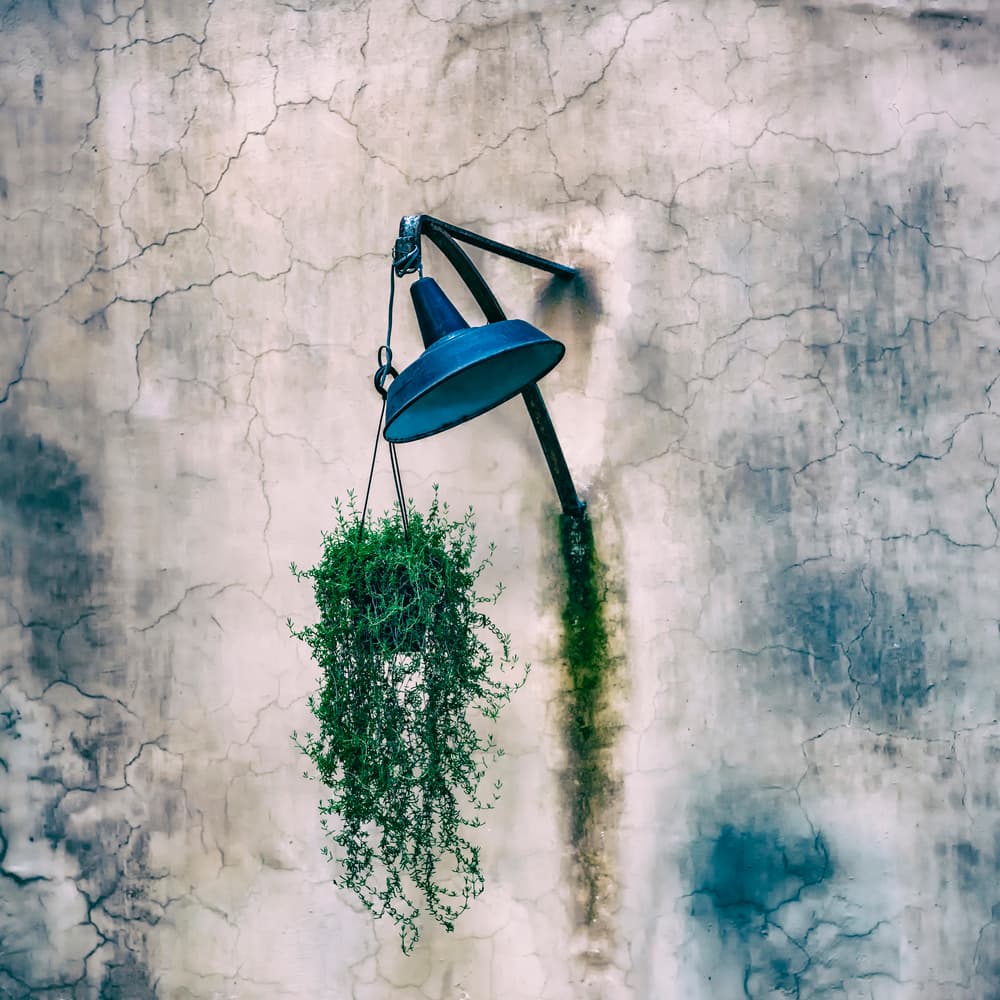 Green Plant Industrial Lamp by Ömer Ates Kızıltug — canvas wall art