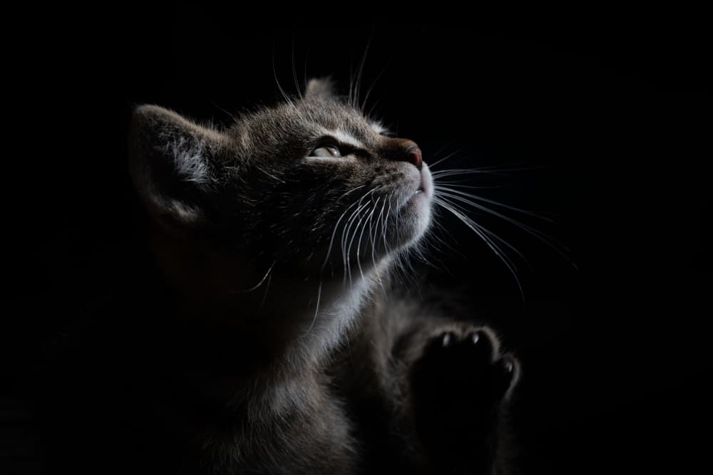 Curious Kitten Gaze by Mustafa Sahin — canvas wall art