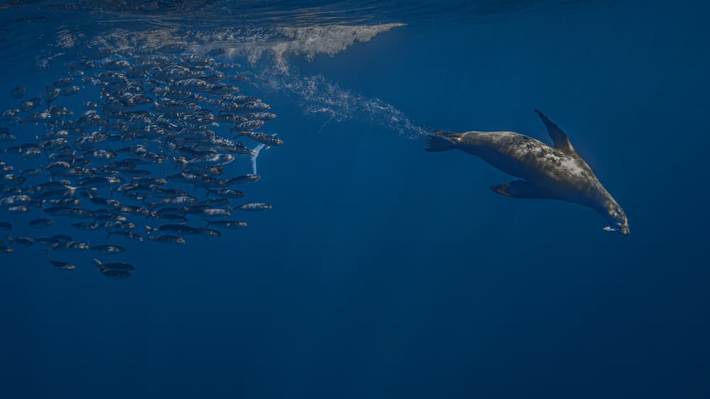 Sea Lion Hunting Fish by Jennifer Lu — canvas wall art