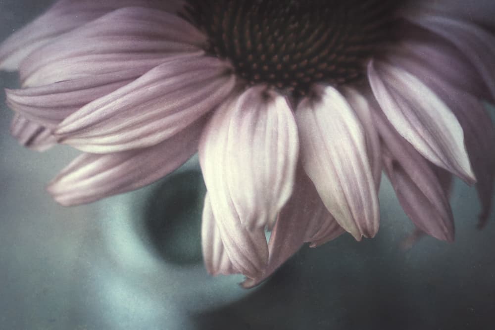 Dreamy Coneflower Petals by Corinna van der Ven — canvas wall art