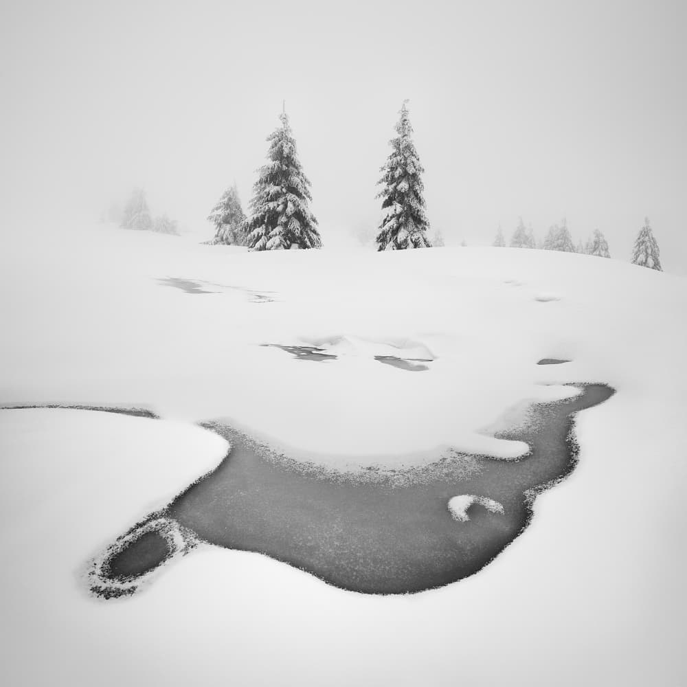 Serene Winter Pines by Daniel Řeřicha — canvas wall art
