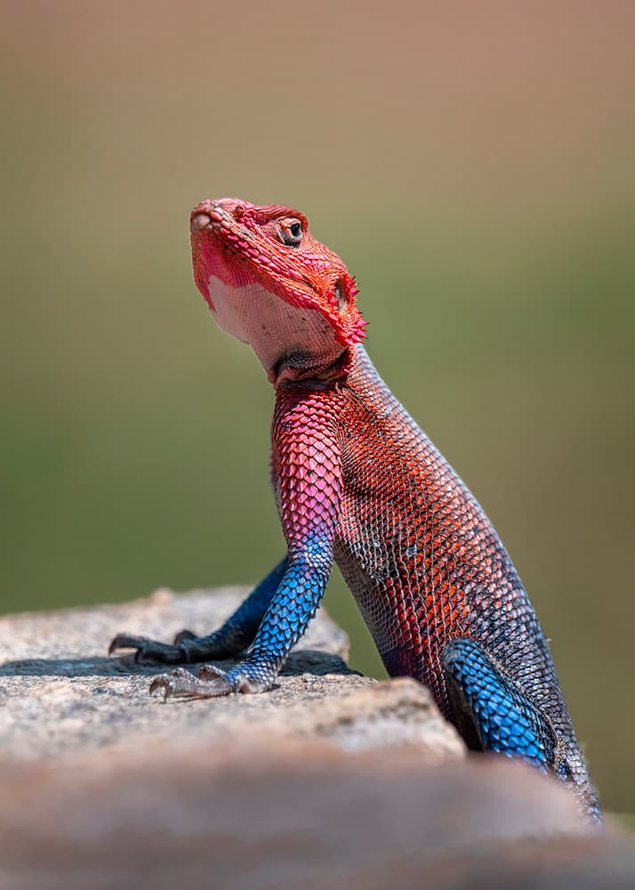 Vibrant Rock Agama by Annie Poreider — canvas wall art