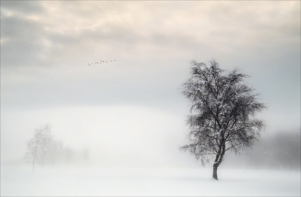 Lone Winter Tree by Peter Paterson — canvas wall art