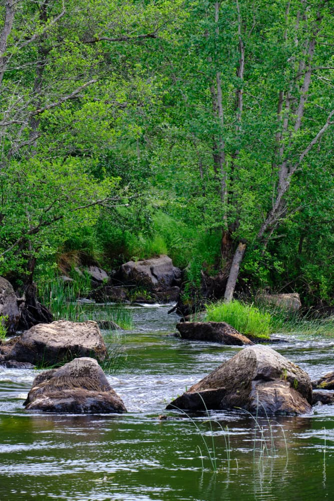 Green Forest Stream by Geertjan Plooijer — canvas wall art