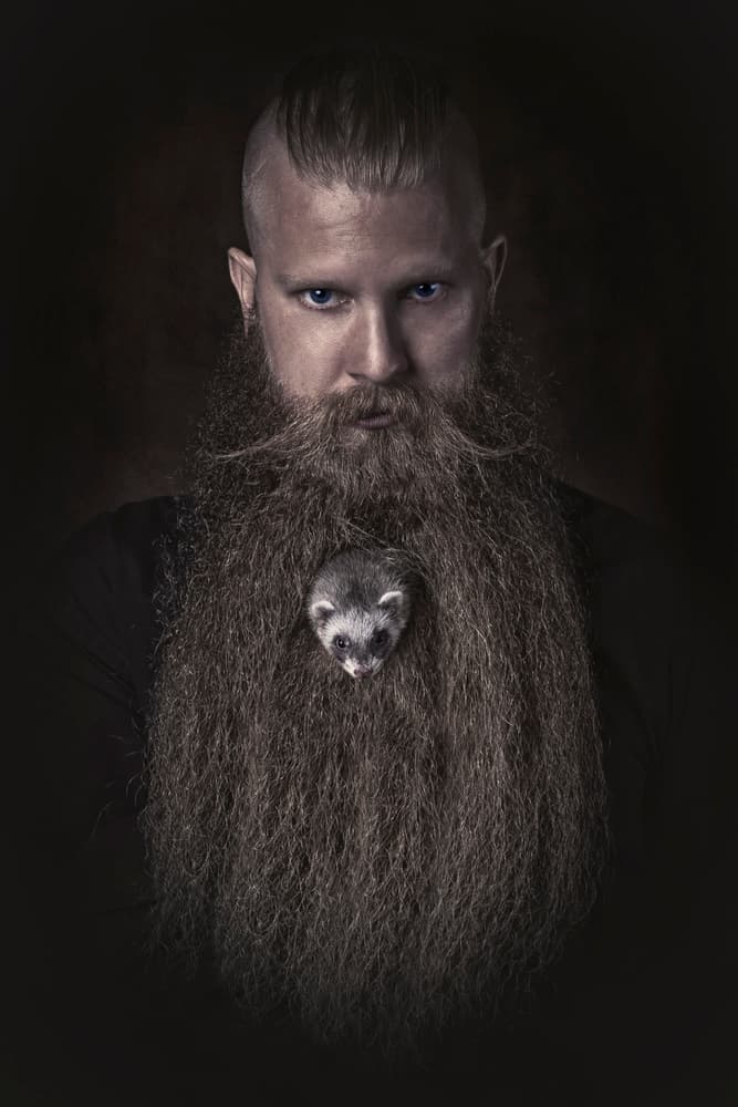 Ferret In Long Beard by Carola Kayen-Mouthaan — canvas wall art