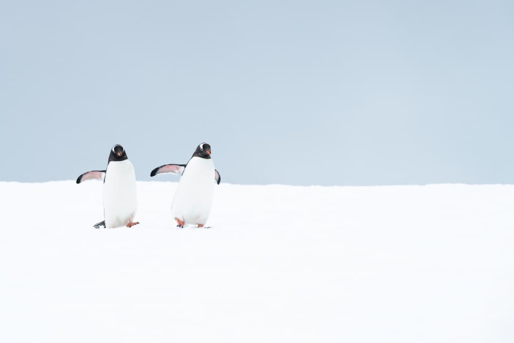 Two Walking Penguins by Nanda Bussers — canvas wall art