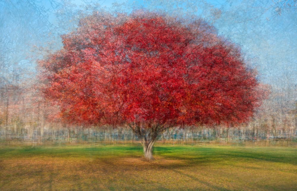Vibrant Autumn Tree by Fiorenzo Carozzi — canvas wall art