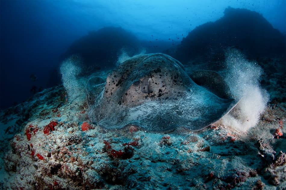 Stingray Digging Sand by Andrey Narchuk — canvas wall art