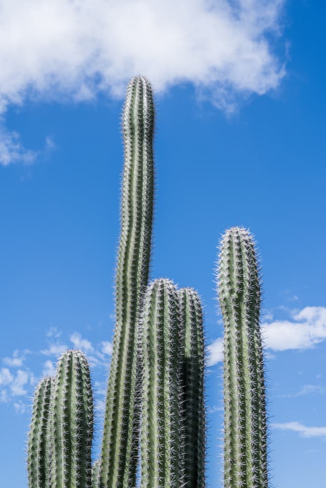 Tall Desert Cacti by Photolovers — canvas wall art