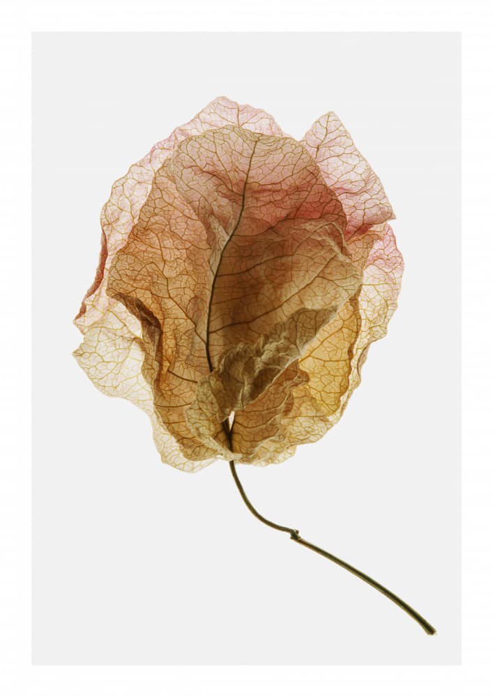Veined Elegance by Shot by Clint — canvas wall art