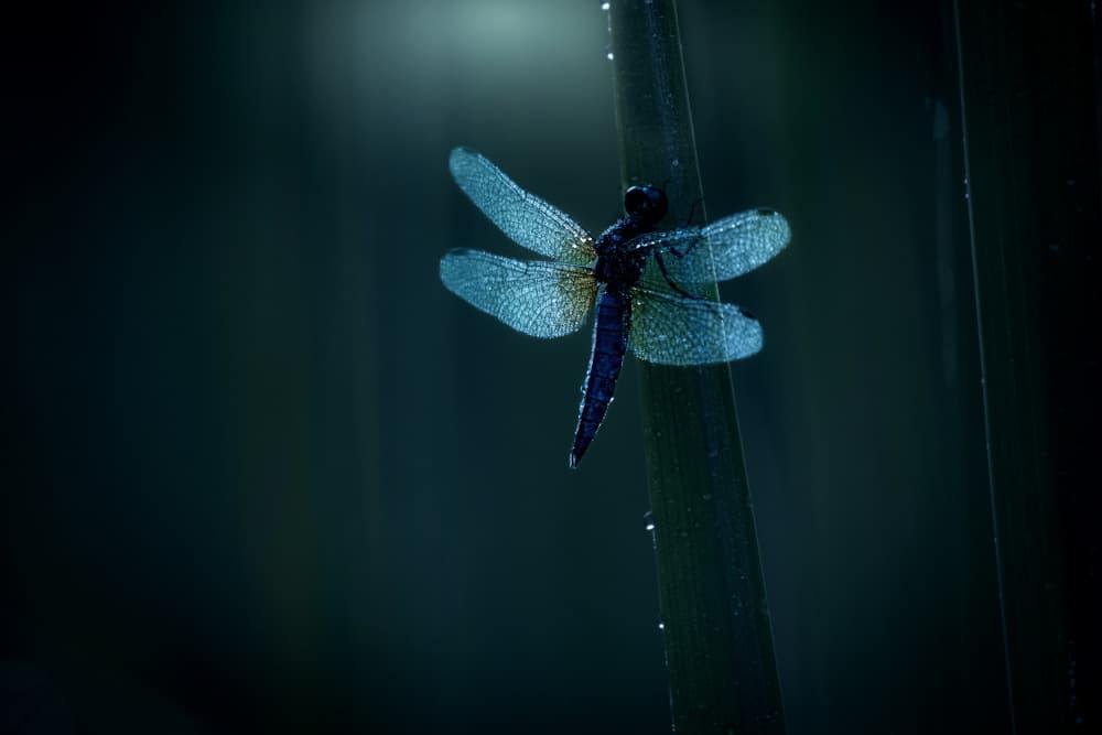 Sparkling Dew Dragonfly by Takafumi Yamashita — canvas wall art