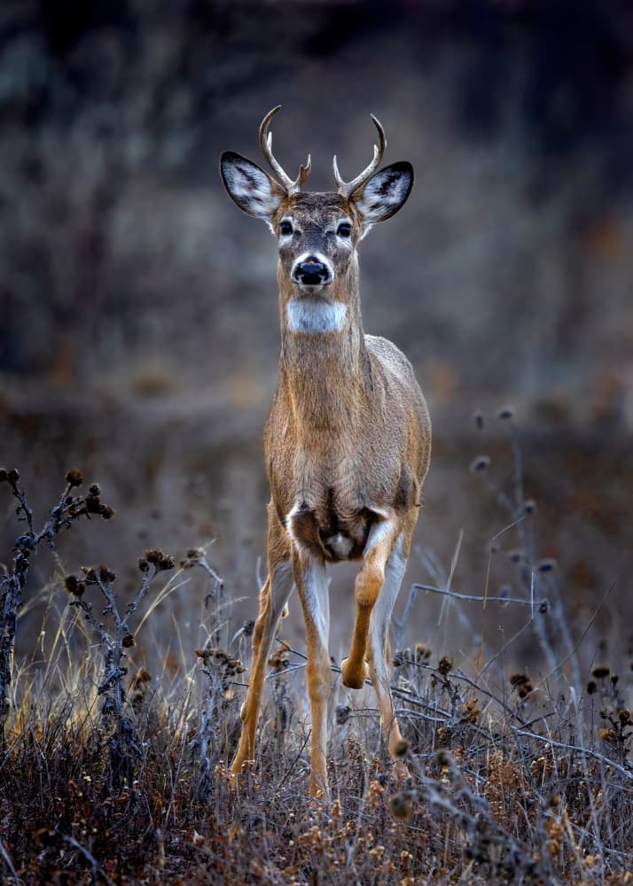 Alert Buck by verdon — canvas wall art