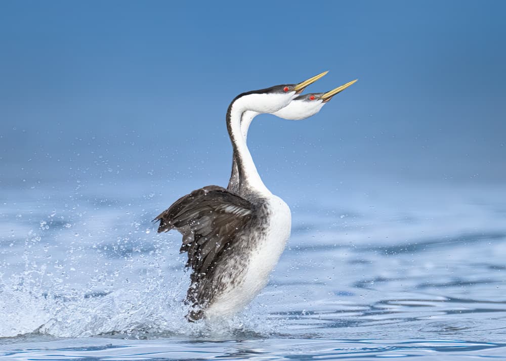 Dancing Grebes Pair by Tony Xu — canvas wall art