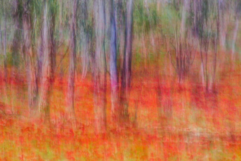 Vibrant Autumn Forest Abstract by Joshua Raif — canvas wall art