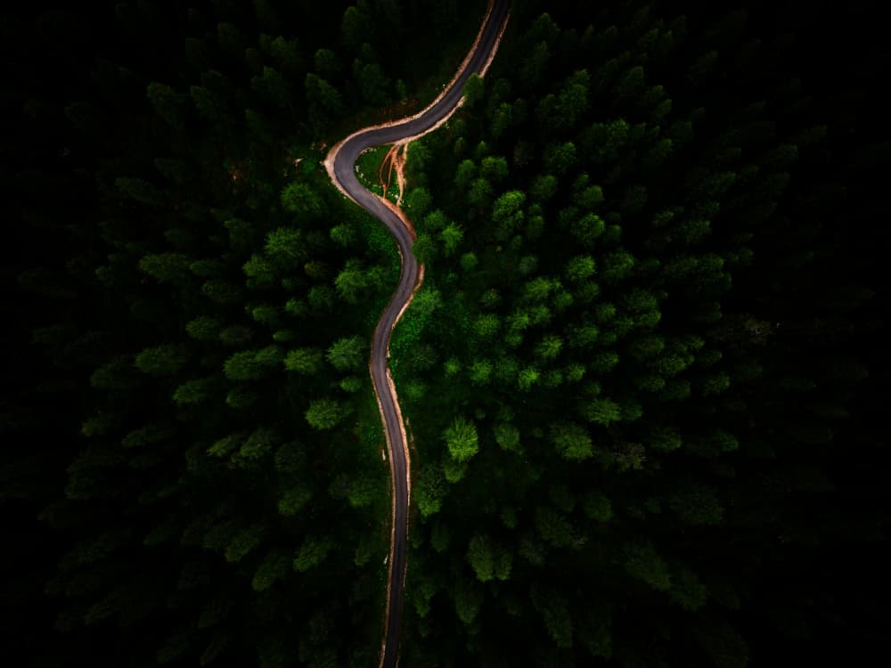 Winding Forest Road by Mei Zhang APA — canvas wall art