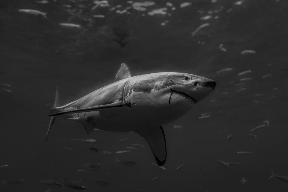 Majestic White Shark Underwater by Serge Melesan — canvas wall art