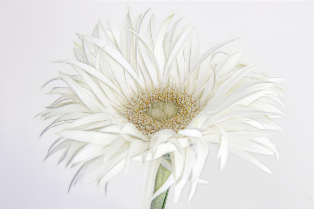 White Gerbera Daisy by Gilbert Claes — canvas wall art