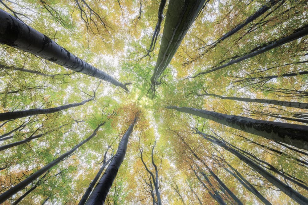 Autumn Forest Canopy View by Tom Pavlasek — canvas wall art
