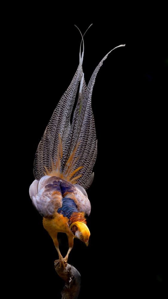 Colorful Pheasant Perched by Bill Lu — canvas wall art