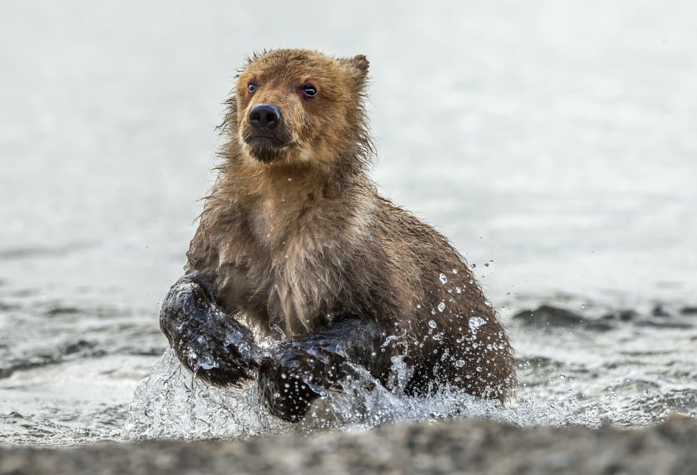 Splashing Bear Cub by Giuseppe DAmico — canvas wall art