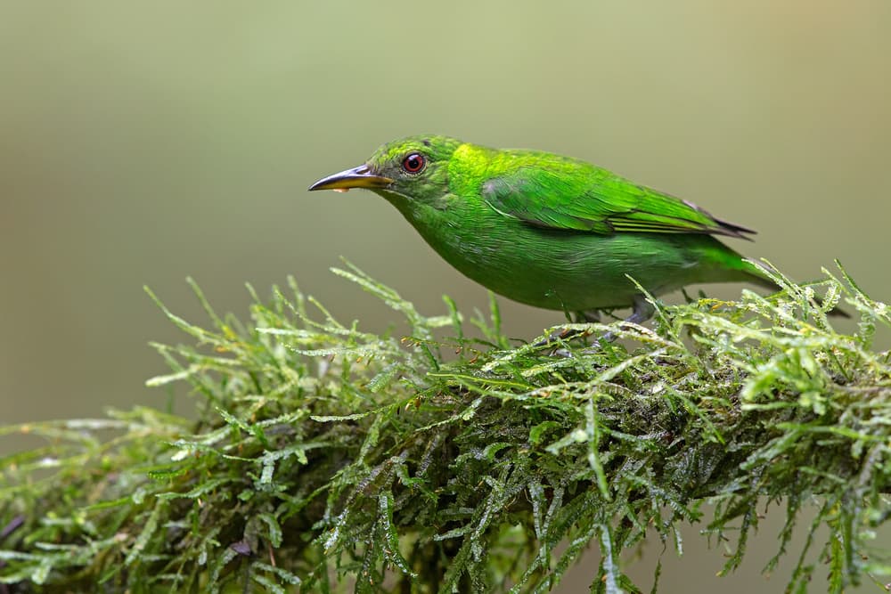 Vibrant Green Bird by GENNARO DI NOTO — canvas wall art