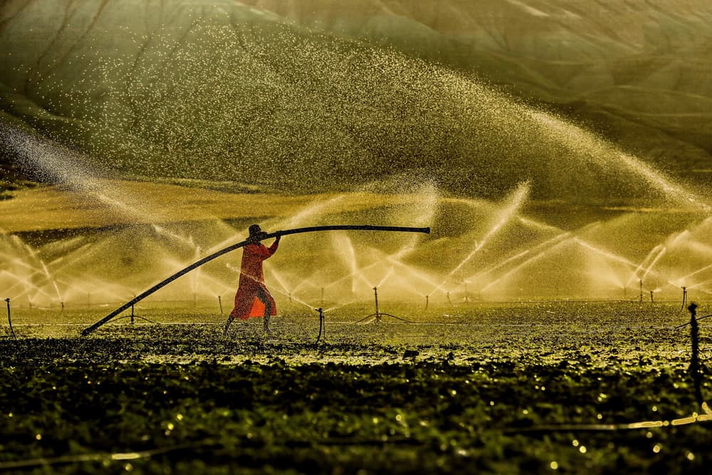 Golden Dust Irrigation by Ummu Nisan Kandilcioglu — canvas wall art