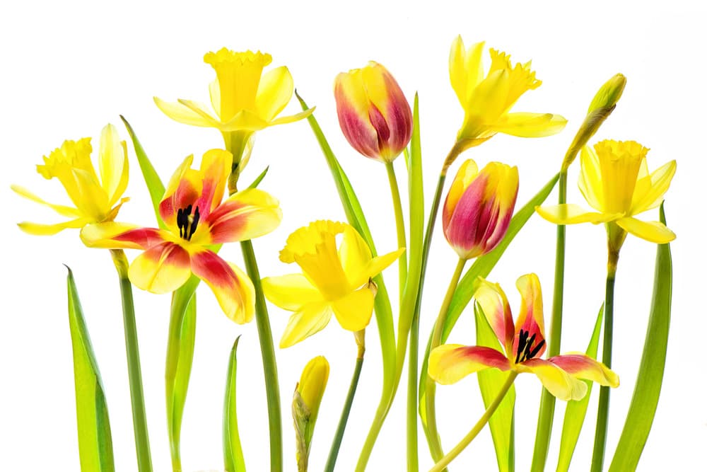 Cheerful Spring Flowers by Jacky Parker — canvas wall art