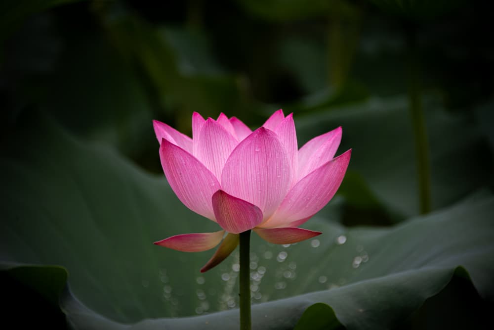 Serene Pink Lotus by Yunarto Song — canvas wall art