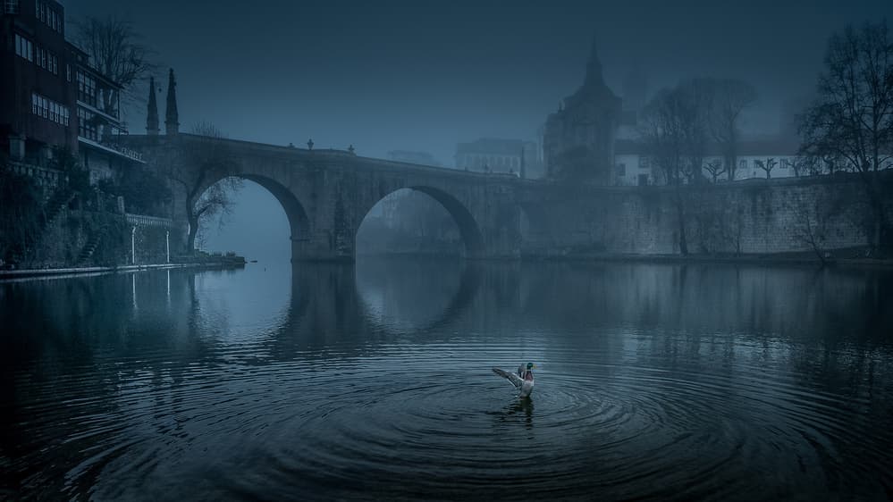 Misty Blue River Duck by Rui Ribeiro — canvas wall art