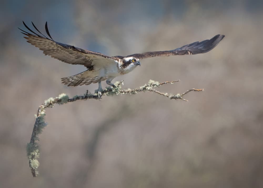 Osprey Takes Flight by Alex Li — canvas wall art