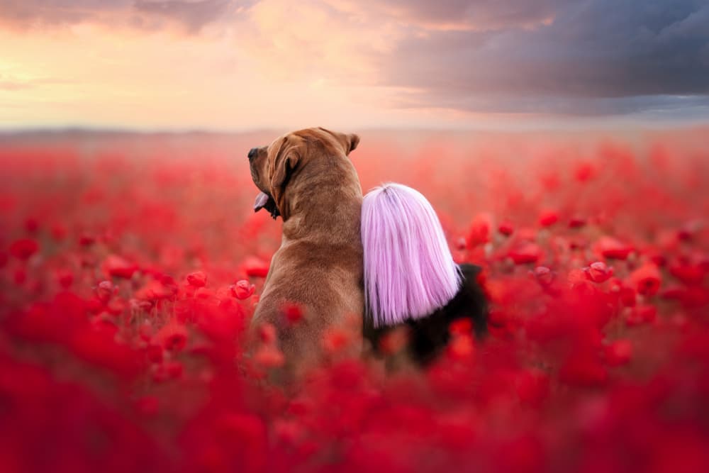 Poppy Field Friends by Ve Shandor — canvas wall art