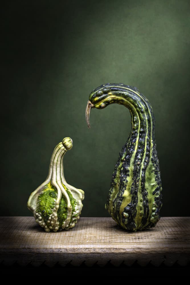 Curious Gourds Display by Adriana Vitale — canvas wall art