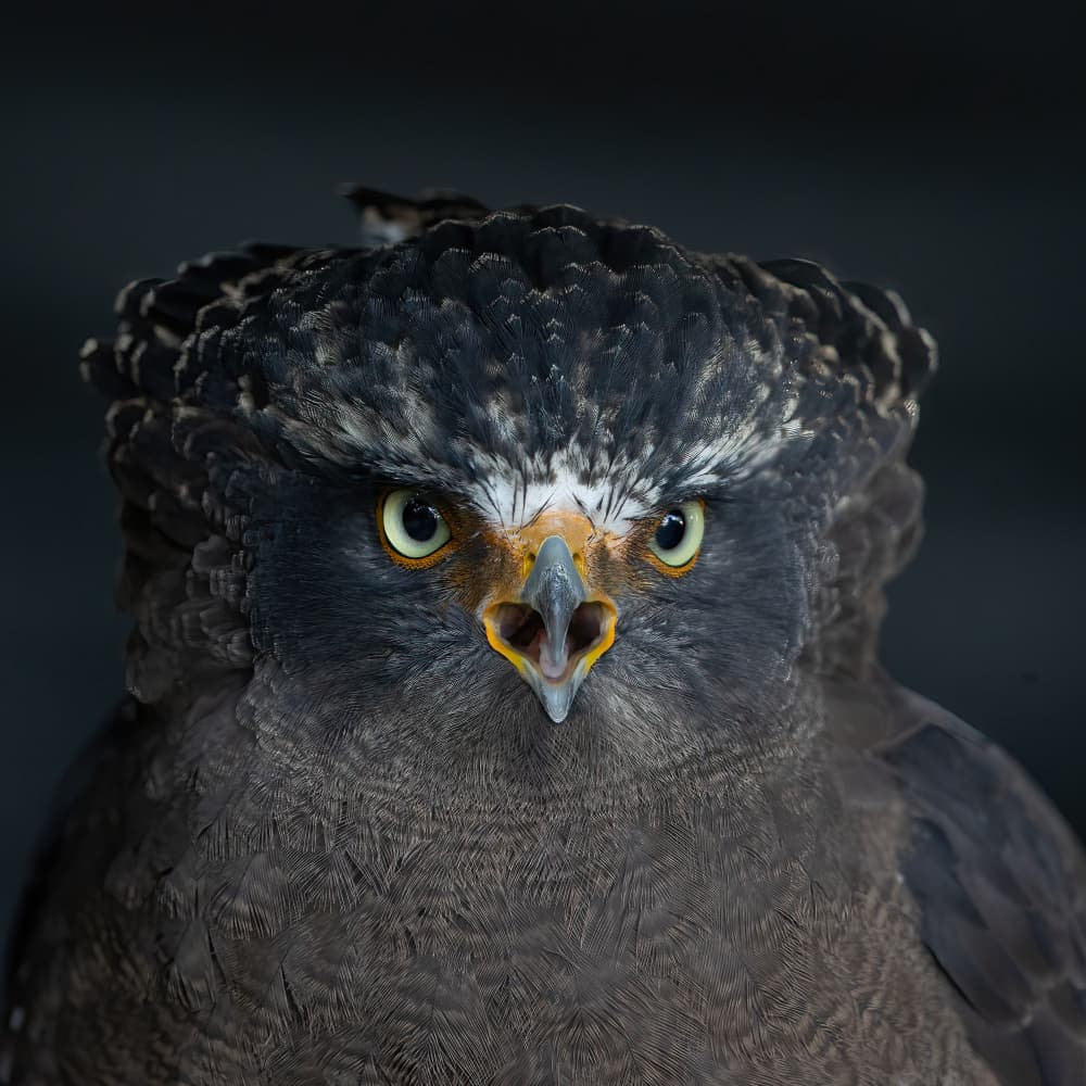 Intense Eagle Gaze by Bill Lu — canvas wall art