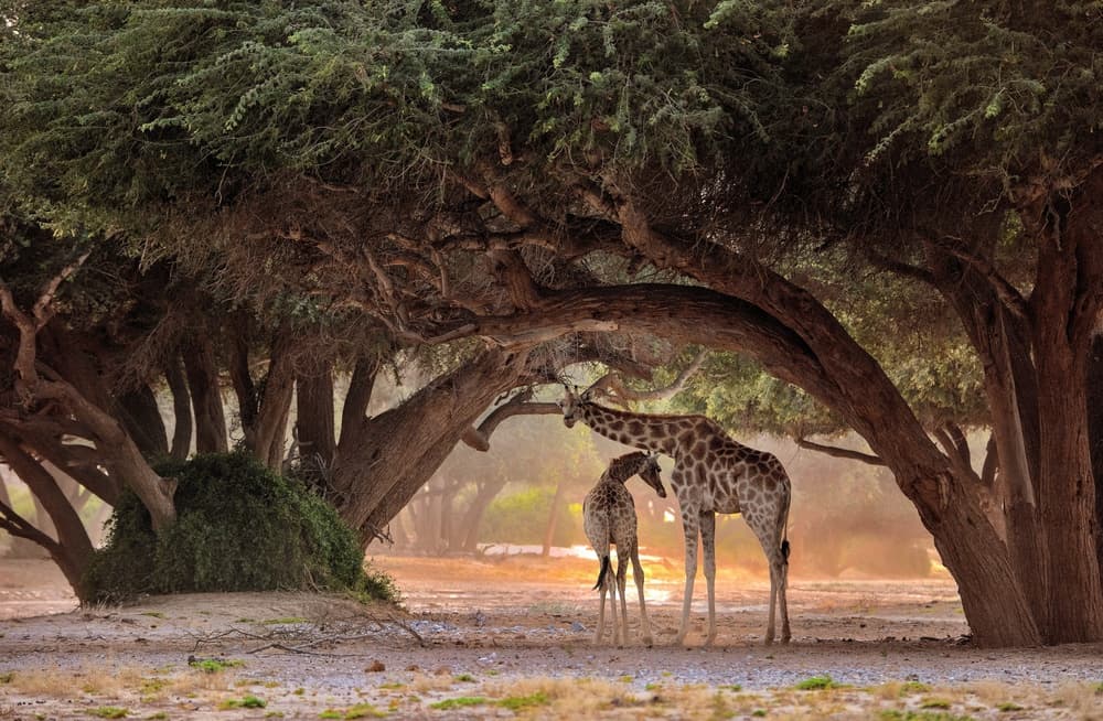 Mother Giraffe And Calf by Giuseppe DAmico — canvas wall art